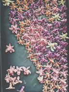 Hyacinth Enfleurage.