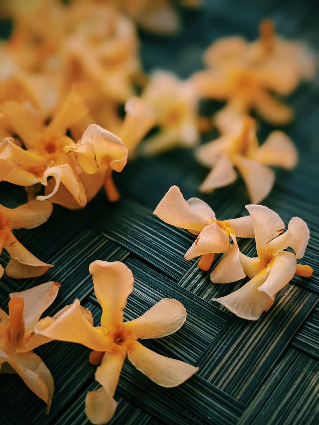 Orange Star Jasmine Enfleurage May-September 2022, Central Vermont (90 charges).