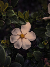 Load image into Gallery viewer, Nā&#39;ū 15 • Forest gardenia. Natural perfume in honor of Gardenia brighamii.