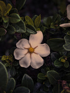 Nā'ū 15 • Forest gardenia. Natural perfume in honor of Gardenia brighamii. July 2022