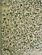 Lily of the Valley Enfleurage. June 2025