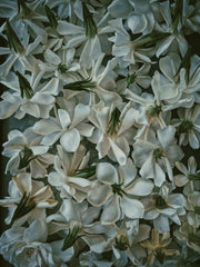 Gardenia Jasminoides Enfleurage.
