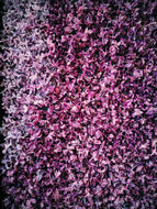 Lilac and Labdanum Enfleurage.