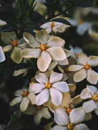 Gardenia, Saffron and Hunza Raisin Enfleurage.