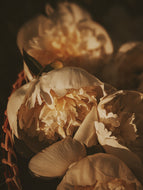 Peony Enfleurage June 2021, Central Vermont.