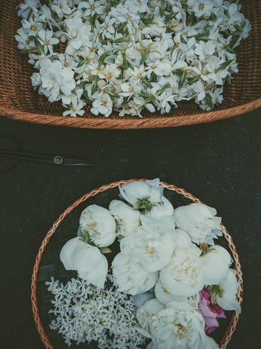 June Flower. Co-Enfleurage of White Peonies, Gardenia Jasminoides, Star Jasmine, Damask and Alba Roses. June 2022