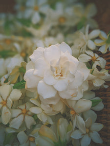 June Flower. Co-Enfleurage of White Peonies, Gardenia Jasminoides, Star Jasmine, Damask and Alba Roses.