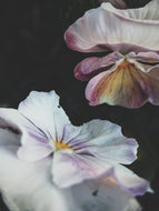Lovers ♊︎ natural perfume. botanical tarot fragrance. anise and violet. June 2025