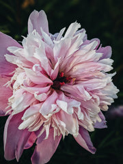 High Priestess ☽ natural tarot perfume. jasmine, rose, tuberose, frangipani, champaca, musk. January 2023