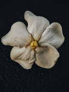 Melting Sun. Gardenia Jasminoides Enfleurage by Cultivar. Rare. Civet, fresh butter, sponge cake, indexical bovine notes. September 2023