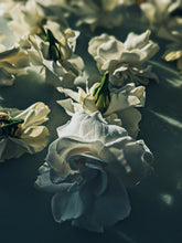 Load image into Gallery viewer, Gothic Queen. Gardenia Jasminoides Enfleurage by Cultivar. Rare. Fresh-wet, creamy-pearlescent, lotion-milk, rainforest, island air. Non-animalic, non-gourmand. August 2022