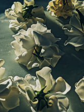Load image into Gallery viewer, Gothic Queen. Gardenia Jasminoides Enfleurage by Cultivar. Rare. Fresh-wet, creamy-pearlescent, lotion-milk, rainforest, island air. Non-animalic, non-gourmand. August 2022
