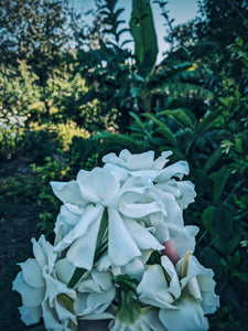 Gothic Queen. Gardenia Jasminoides Enfleurage by Cultivar. Rare. Fresh-wet, creamy-pearlescent, lotion-milk, rainforest, island air. Non-animalic, non-gourmand. August 2022