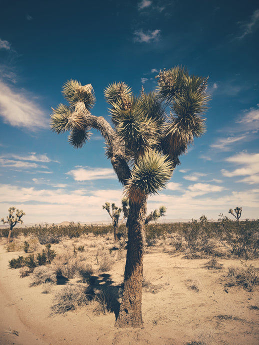 Joshua Tree. natural perfume. piñon pine, palo santo, white sage, desert herbs, myrrh. March 2023