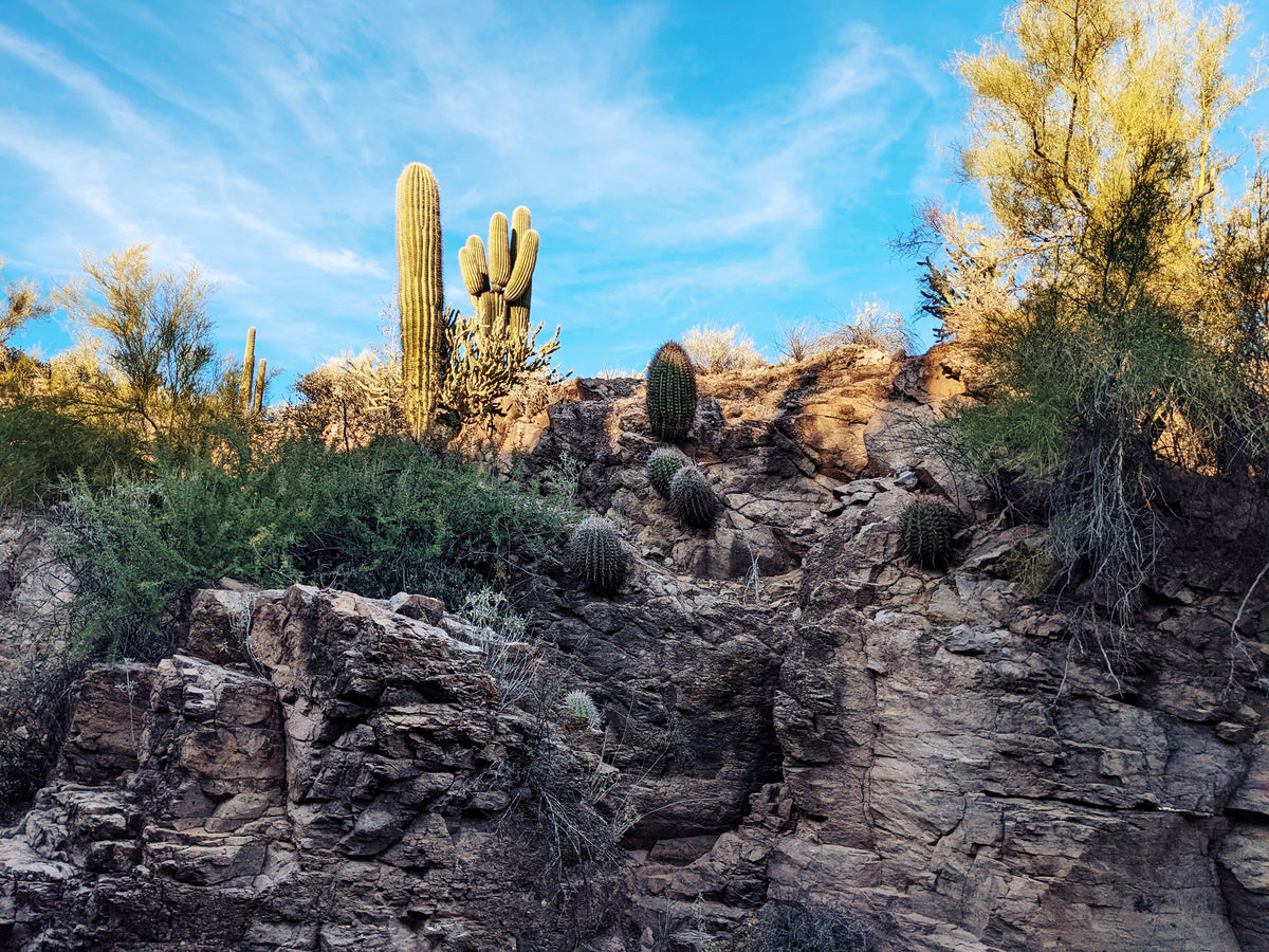 Desert Sample Set: 9 Natural Perfumes. Wild Veil solid and liquid frag