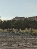 Desert Sample Set: 9 Natural Perfumes. Wild Veil solid and liquid fragrances. Gift set. Gender neutral.