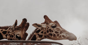 Giraffe. natural perfume. tawny citrus & orange blossom floating on a hot kenyan breeze. helichrysum, cedarmoss, myrrh. December 2022
