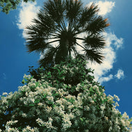 Liana. Star Jasmine Enfleurage Extrait. Organic Trachelospermum jasminoides perfume. Biodynamic. June 2026